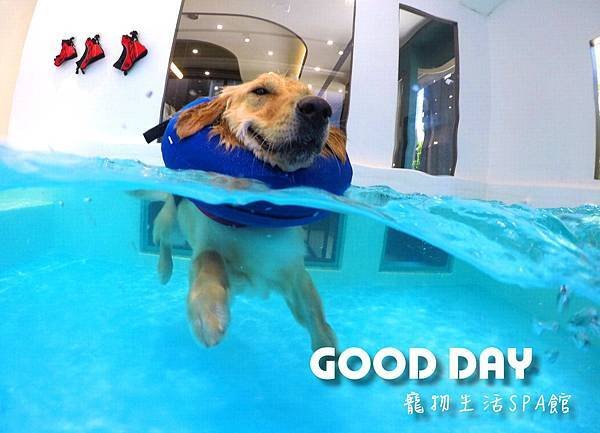 寵物友善住宿 帶毛孩度假去l Good Dog 美好境界 寵