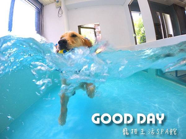 寵物友善住宿 帶毛孩度假去l Good Dog 美好境界 寵