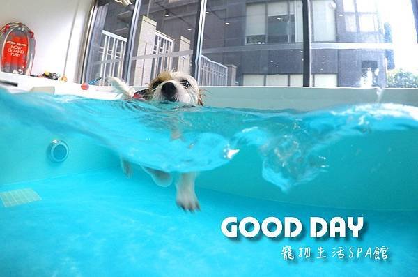 竹北GoGo狗狗水世界の全台最大寵物游泳池-Good Dog