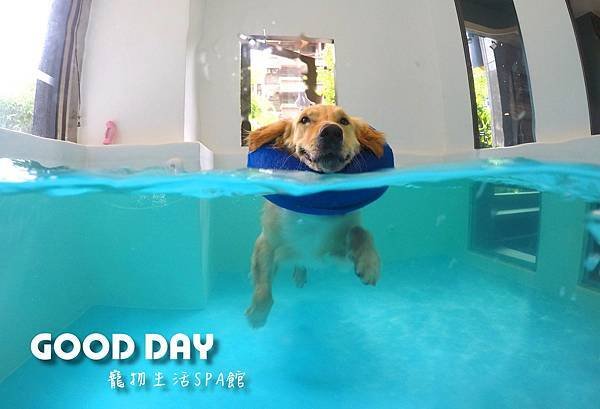 【竹北Good Dog寵物游泳】狗狗玩水❤炎炎的夏日，帶著毛