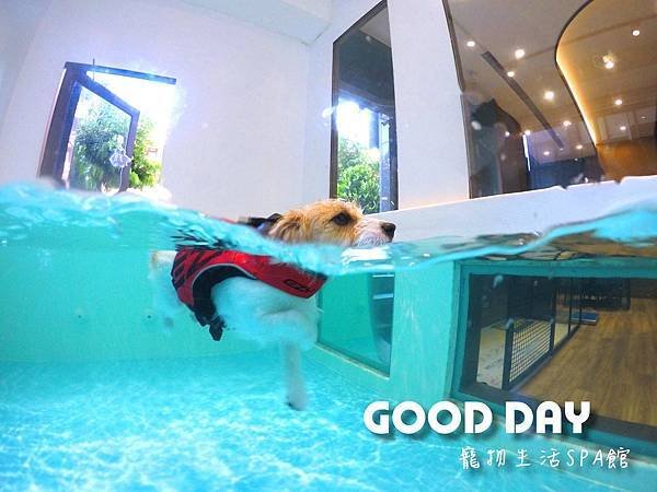 竹北Good Dog寵物游泳池の游泳初體驗