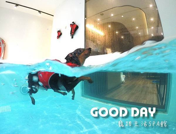 狗狗第一次游泳超怕！但現在超愛，遇到游泳池就想跳 - GOO