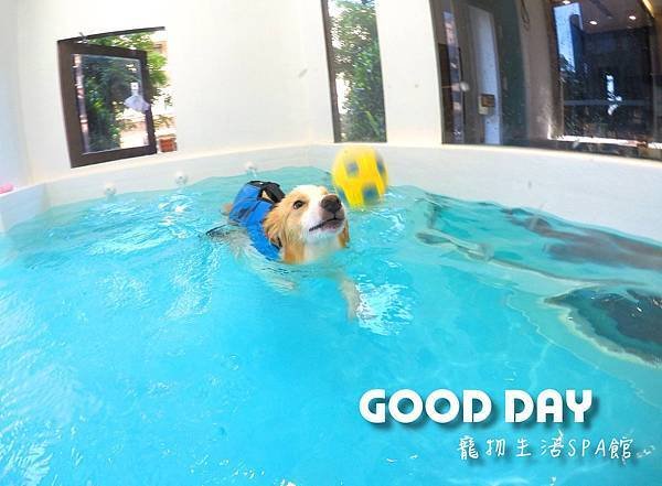 寵物的超級水樂園、終於能帶寶貝毛孩去游泳啦~&gt;竹北景點-GO