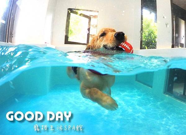 竹北寵物游泳:GOOD DAY 寵物游泳~北部最棒寵物住宿