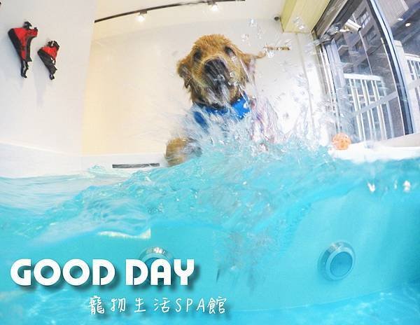 新竹竹北|  GOOD DAY寵物生活館 寵物友善住宿 大空