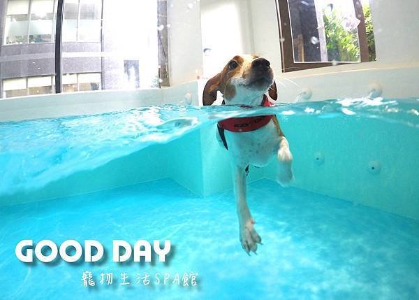 全台寵物游泳池推薦，毛孩也要夏日戲水消消暑！GOOD DAY