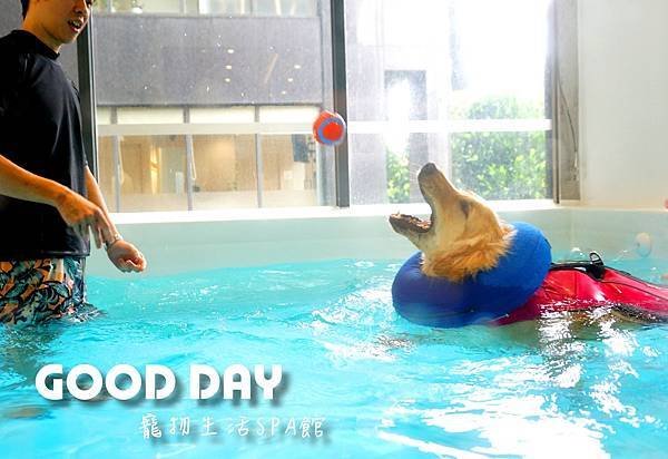 【寵物友善景點】新竹竹北 GOOD DAY寵物渡假會館