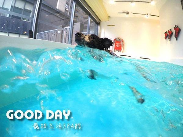 【寵物友善景點】新竹竹北 GOOD DAY寵物渡假會館