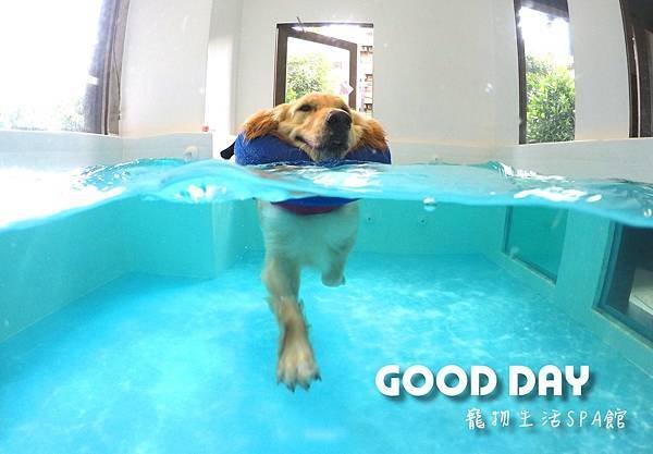 【寵物友善景點】新竹竹北 GOOD DAY寵物渡假會館