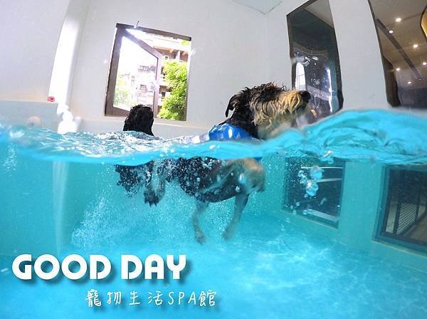 【寵物友善景點】新竹竹北 GOOD DAY寵物渡假會館