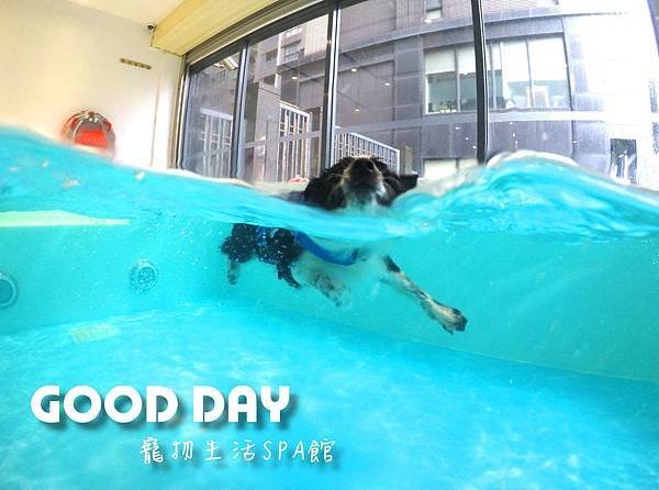 【寵物友善景點】新竹竹北 GOOD DAY寵物渡假會館