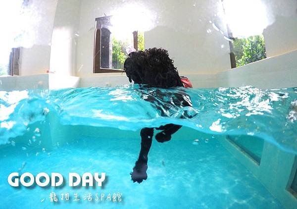 【寵物友善景點】新竹竹北 GOOD DAY寵物渡假會館