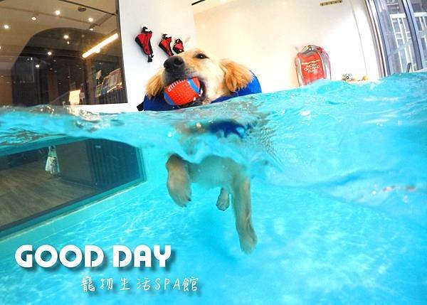 【寵物友善景點】新竹竹北 GOOD DAY寵物渡假會館