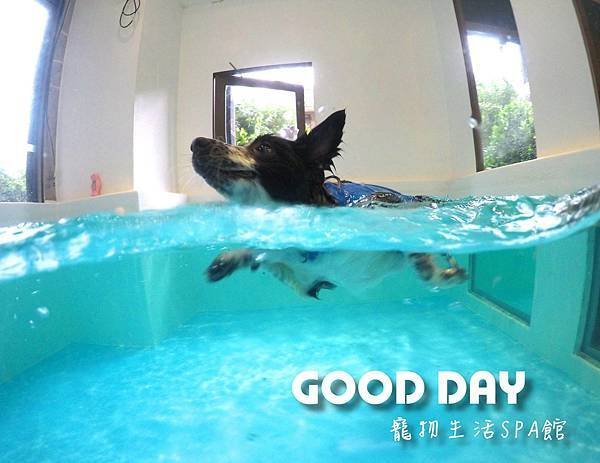 【寵物友善景點】新竹竹北 GOOD DAY寵物渡假會館