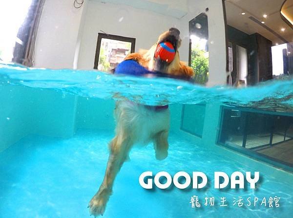【寵物友善景點】新竹竹北 GOOD DAY寵物渡假會館