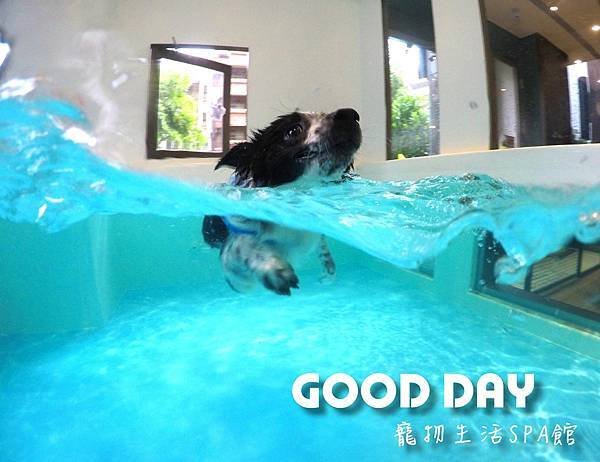 【寵物友善景點】新竹竹北 GOOD DAY寵物渡假會館