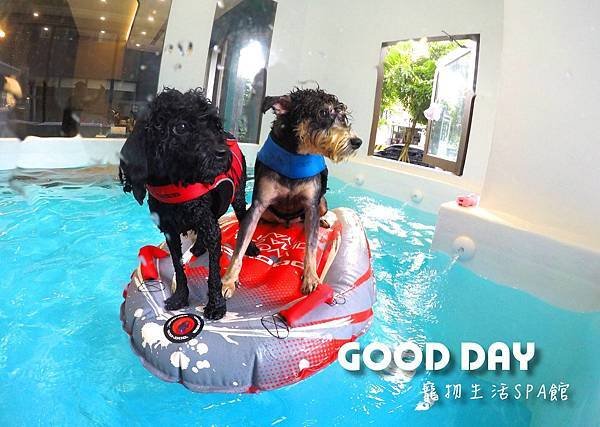 【寵物友善景點】新竹竹北 GOOD DAY寵物渡假會館