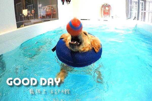 【寵物友善景點】新竹竹北 GOOD DAY寵物渡假會館