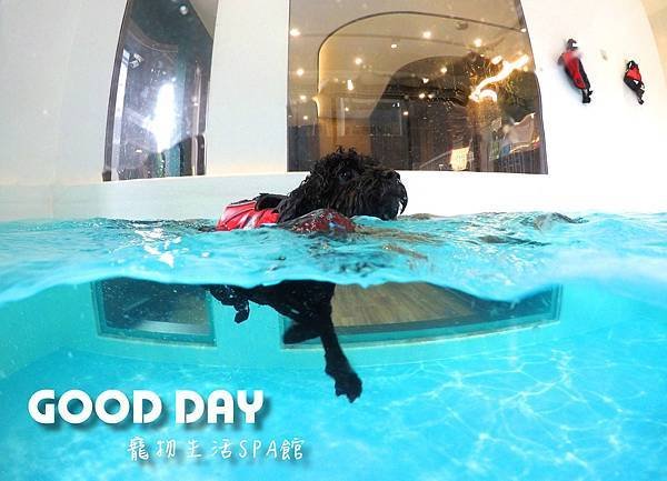 【寵物友善景點】新竹竹北 GOOD DAY寵物渡假會館