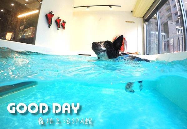 【寵物友善景點】新竹竹北 GOOD DAY寵物渡假會館
