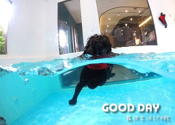 【寵物友善景點】新竹竹北 GOOD DAY寵物渡假會館