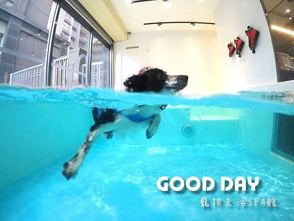 【寵物友善景點】新竹竹北 GOOD DAY寵物渡假會館