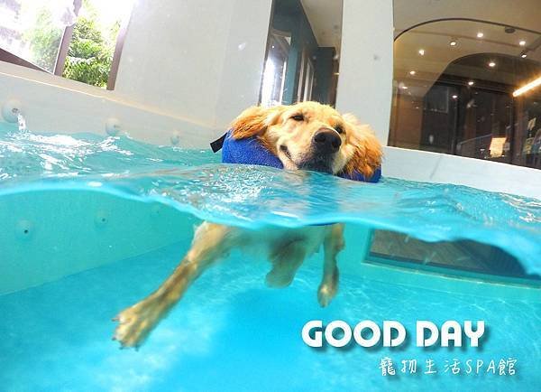 【寵物友善景點】新竹竹北 GOOD DAY寵物渡假會館