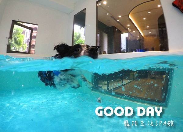【寵物友善景點】新竹竹北 GOOD DAY寵物渡假會館