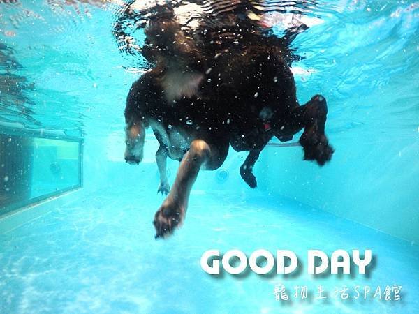 【寵物友善景點】新竹竹北 GOOD DAY寵物渡假會館