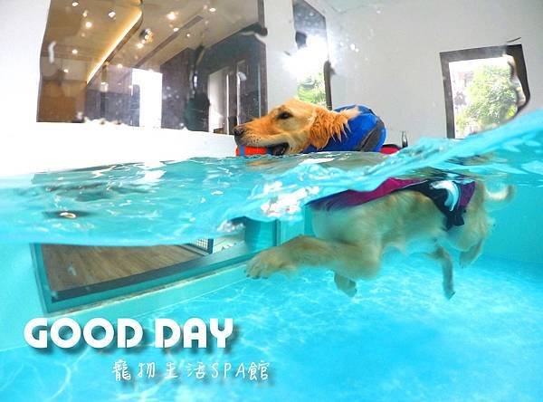 【寵物友善景點】新竹竹北 GOOD DAY寵物渡假會館
