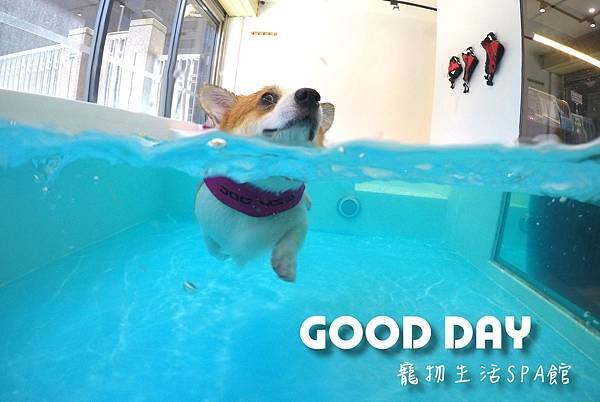 新竹\竹北寵物游泳池 | 預約制新手游泳好自在-𝑮𝒐𝒐𝒅 𝑫