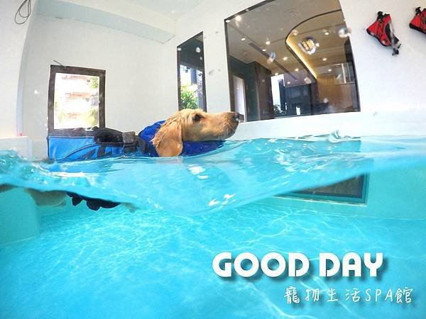 新竹\竹北寵物游泳池 | 預約制新手游泳好自在-𝑮𝒐𝒐𝒅 𝑫