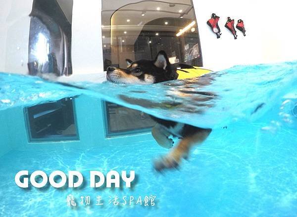 竹北狗狗樂園-GOOD DAY寵物生活館+大型游泳池