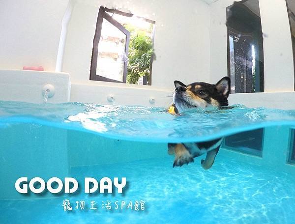 竹北狗狗樂園-GOOD DAY寵物生活館+大型游泳池