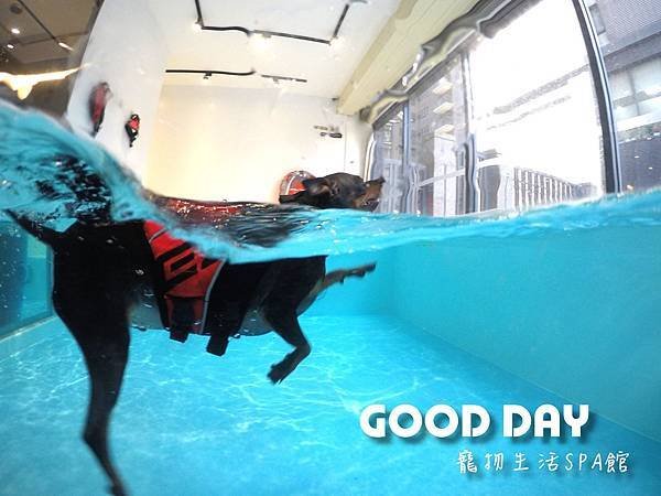 竹北狗狗樂園-GOOD DAY寵物生活館+大型游泳池
