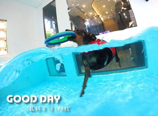 竹北狗狗樂園-GOOD DAY寵物生活館+大型游泳池