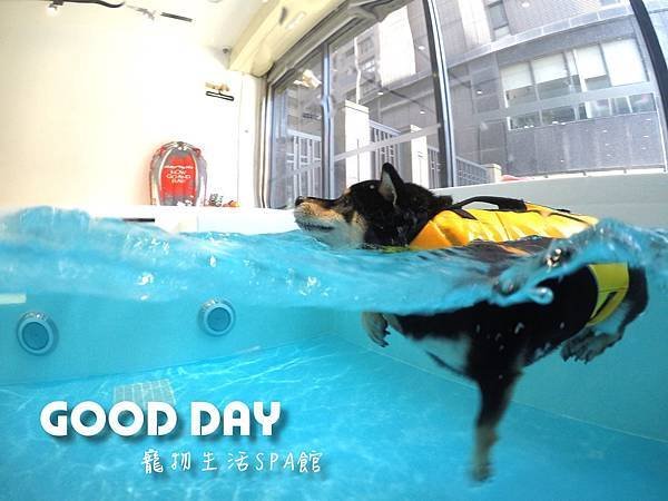 竹北狗狗樂園-GOOD DAY寵物生活館+大型游泳池