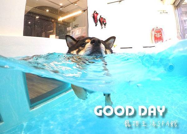 竹北狗狗樂園-GOOD DAY寵物生活館+大型游泳池