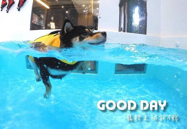 竹北狗狗樂園-GOOD DAY寵物生活館+大型游泳池