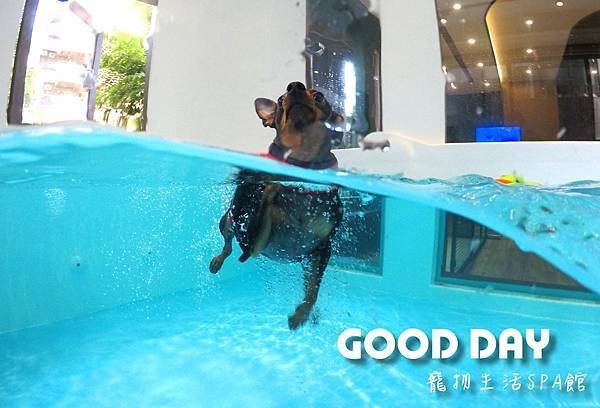竹北狗狗樂園-GOOD DAY寵物生活館+大型游泳池