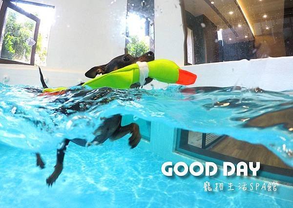 竹北狗狗樂園-GOOD DAY寵物生活館+大型游泳池