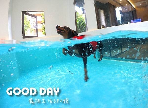 竹北狗狗樂園-GOOD DAY寵物生活館+大型游泳池