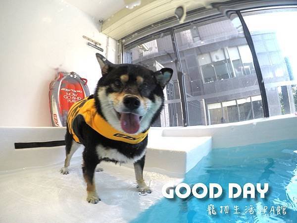 竹北狗狗樂園-GOOD DAY寵物生活館+大型游泳池