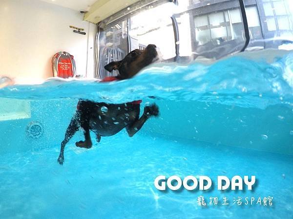 竹北狗狗樂園-GOOD DAY寵物生活館+大型游泳池