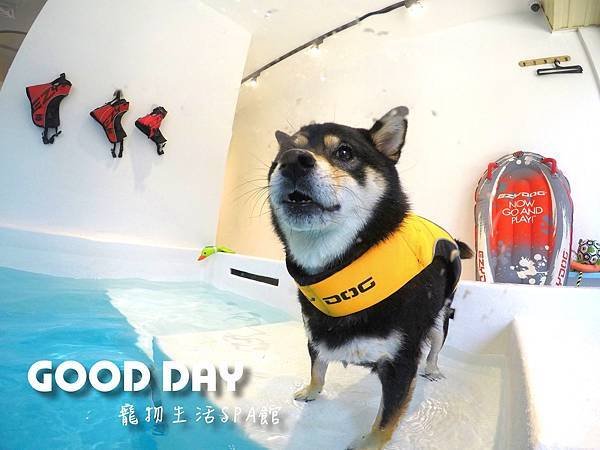 竹北狗狗樂園-GOOD DAY寵物生活館+大型游泳池