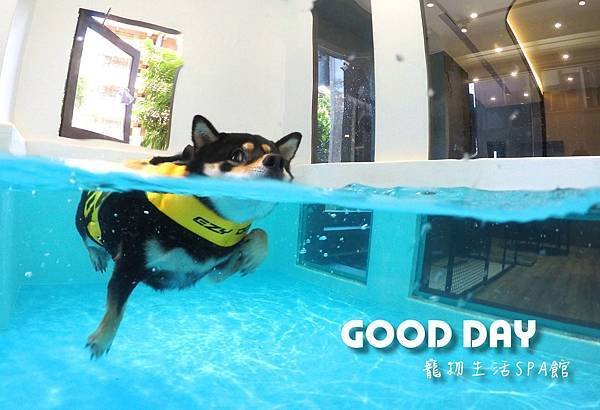 竹北狗狗樂園-GOOD DAY寵物生活館+大型游泳池