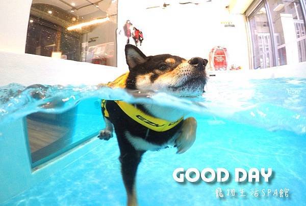 竹北狗狗樂園-GOOD DAY寵物生活館+大型游泳池