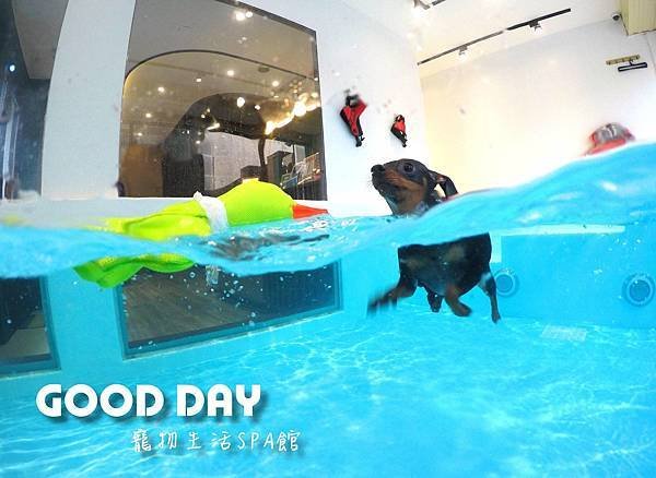 竹北狗狗樂園-GOOD DAY寵物生活館+大型游泳池