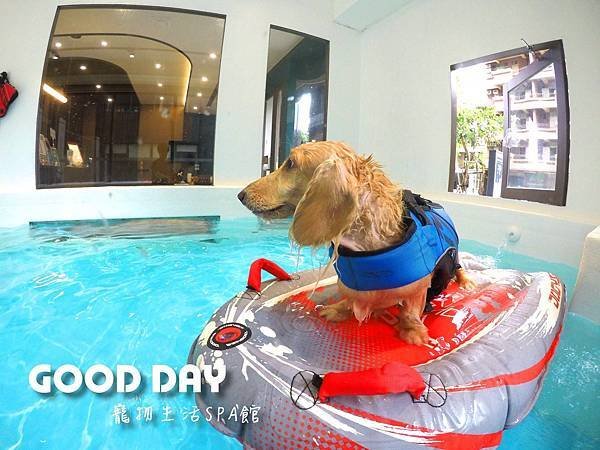 竹北狗狗游泳GOOD DAY寵物生活館~適合大小型犬，在這裡