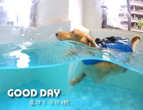 竹北狗狗游泳GOOD DAY寵物生活館~適合大小型犬，在這裡